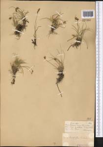 Carex stenophylla Wahlenb., Middle Asia, Muyunkumy, Balkhash & Betpak-Dala (M9) (Kazakhstan)