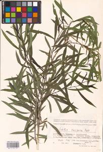 Salix caspica Pall., Eastern Europe, Lower Volga region (E9) (Russia)