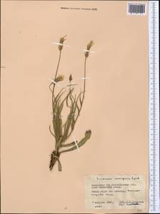 Pseudopodospermum inconspicuum (Lipsch.) Zaika, Sukhor. & N. Kilian, Middle Asia, Northern & Central Kazakhstan (M10) (Kazakhstan)