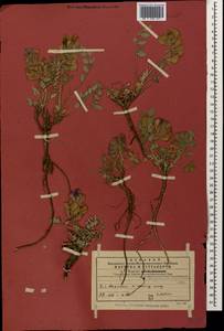 Hedysarum biebersteinii Zertova, Caucasus, Georgia (K4) (Georgia)