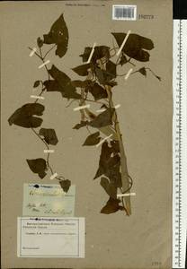 Calystegia sepium (L.) R. Br., Eastern Europe, South Ukrainian region (E12) (Ukraine)