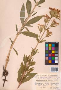 Saponaria officinalis L., Eastern Europe, North Ukrainian region (E11) (Ukraine)