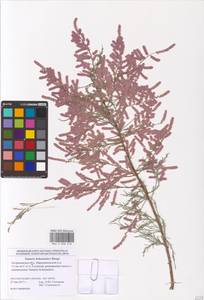 Tamarix hohenackeri Bunge, Eastern Europe, Lower Volga region (E9) (Russia)