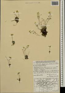 Draba pygmaea Turcz. ex N. Busch, Mongolia (MONG) (Mongolia)