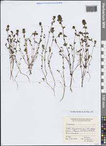 Euphrasia, Siberia, Western Siberia (S1) (Russia)