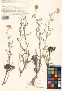 Achillea micrantha Willd., Eastern Europe, Lower Volga region (E9) (Russia)