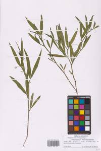 Lathyrus sylvestris L., Eastern Europe, North-Western region (E2) (Russia)