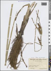 Carex utriculata Boott, Siberia, Russian Far East (S6) (Russia)