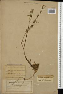 Silene euxina (Rupr.) Hand.-Mazz., Caucasus, Abkhazia (K4a) (Abkhazia)