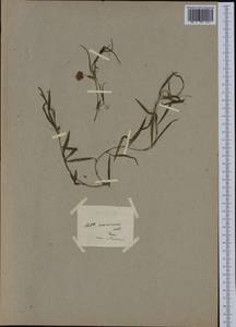 Lathyrus sphaericus Retz., Western Europe (EUR)