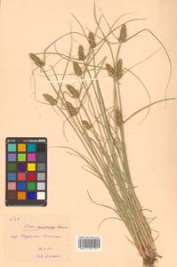 Carex neurocarpa Maxim., Siberia, Russian Far East (S6) (Russia)