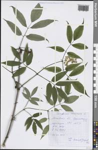 Sambucus racemosa L., Eastern Europe, Moscow region (E4a) (Russia)