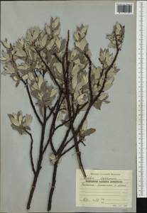 Salix lapponum L., Western Europe (EUR) (Bulgaria)