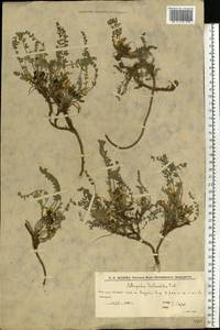 Astragalus testiculatus Pall., Eastern Europe, Lower Volga region (E9) (Russia)
