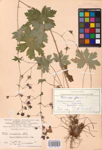 Geranium phaeum L., Eastern Europe, West Ukrainian region (E13) (Ukraine)