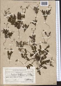 Erodium hoefftianum C. A. Meyer, Middle Asia, Northern & Central Tian Shan (M4) (Kazakhstan)