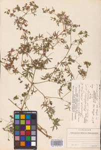 Geranium dissectum L., Eastern Europe, West Ukrainian region (E13) (Ukraine)