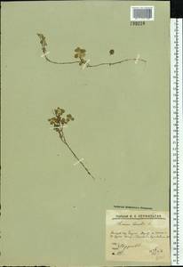 Linnaea borealis L., Eastern Europe, Northern region (E1) (Russia)