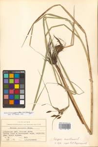 Bolboschoenus yagara (Ohwi) Y.C.Yang & M.Zhan, Siberia, Russian Far East (S6) (Russia)