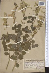 Hedysarum flavescens Regel & Schmalh., Middle Asia, Pamir & Pamiro-Alai (M2)