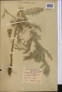 Cirsium arvense (L.) Scop., Middle Asia, Northern & Central Kazakhstan (M10) (Kazakhstan)