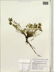 Oxytropis kusnetzovii Krylov & Steinb., Siberia, Baikal & Transbaikal region (S4) (Russia)