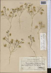 Cuminum setifolium (Boiss.) Koso-Pol., Middle Asia, Northern & Central Tian Shan (M4) (Kazakhstan)