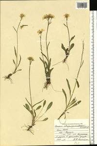 Tephroseris aurantiaca (Hoppe ex Willd.) Griseb. & Schenk, Eastern Europe, Northern region (E1) (Russia)