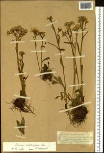 Tephroseris subfrigida (Kom.) Holub, Siberia, Chukotka & Kamchatka (S7) (Russia)