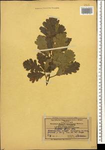 Quercus petraea subsp. iberica (Steven ex M.Bieb.) Krassiln., Caucasus, Azerbaijan (K6) (Azerbaijan)