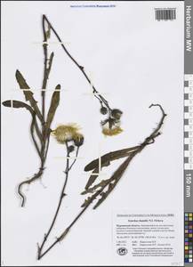 Sonchus arvensis subsp. humilis (N. I. Orlova) Tzvelev, Eastern Europe, Northern region (E1) (Russia)