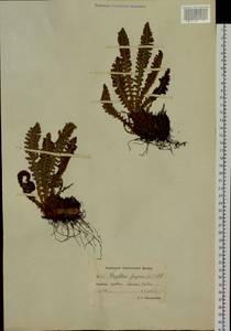 Dryopteris fragrans (L.) Schott, Siberia, Chukotka & Kamchatka (S7) (Russia)