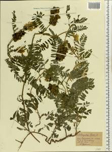 Astragalus cicer L., Eastern Europe, Central forest-and-steppe region (E6) (Russia)
