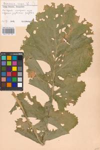 Brassica rapa L., Eastern Europe, Moscow region (E4a) (Russia)