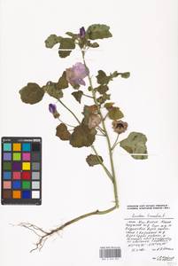 Malva trimestris (L.) Salisb., Eastern Europe, Moscow region (E4a) (Russia)