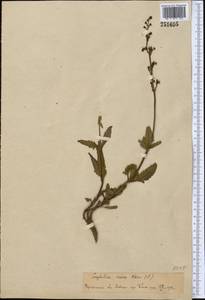 Scrophularia incisa Weinm., Middle Asia, Pamir & Pamiro-Alai (M2)