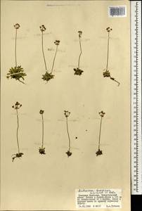 Androsace bungeana Schischk. & Bobrov, Mongolia (MONG) (Mongolia)