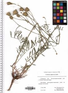 Centaurea adpressa Ledeb., Eastern Europe, Middle Volga region (E8) (Russia)