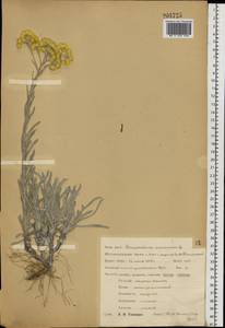 Helichrysum arenarium (L.) Moench, Eastern Europe, Central forest-and-steppe region (E6) (Russia)