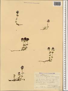 Thymus praecox subsp. caucasicus (Willd. ex Ronniger) Jalas, Caucasus, Stavropol Krai, Karachay-Cherkessia & Kabardino-Balkaria (K1b) (Russia)