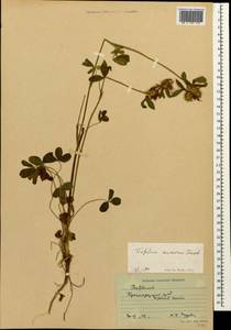 Trifolium ochroleucon subsp. ochroleucon, Caucasus, Krasnodar Krai & Adygea (K1a) (Russia)