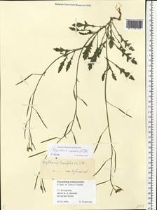 Diplotaxis muralis (L.) DC., Eastern Europe, Central forest region (E5) (Russia)