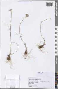 Allium, Middle Asia, Northern & Central Tian Shan (M4) (Kyrgyzstan)