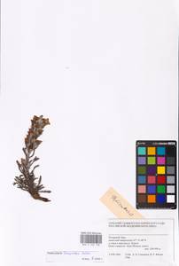 MHA 0 162 138, Pedicularis lanata subsp. dasyantha (Hadac) Hultén, Siberia, Western Siberia (S1) (Russia)
