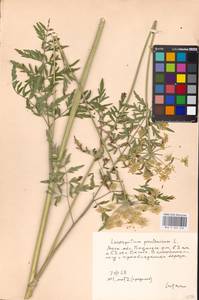 Silphiodaucus prutenicus subsp. prutenicus, Eastern Europe, Moscow region (E4a) (Russia)