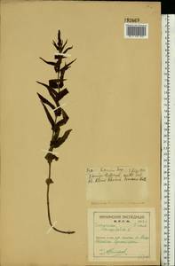 Veronica longifolia L., Eastern Europe, Northern region (E1) (Russia)