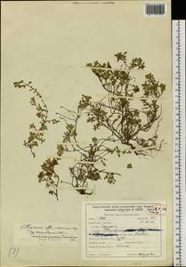 Thymus proximus Serg., Siberia, Baikal & Transbaikal region (S4) (Russia)