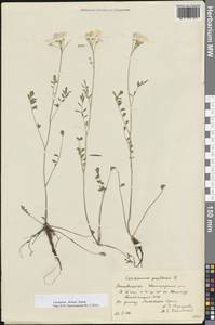 Cardamine pratensis subsp. dentata (Schult.) Čelak., Eastern Europe, Moscow region (E4a) (Russia)