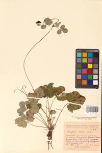 Fragaria viridis Duchesne, Eastern Europe, Eastern region (E10) (Russia)