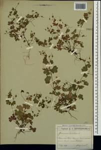 Geranium lucidum L., Crimea (KRYM) (Russia)